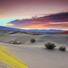 Desert, sun, Bush, clouds