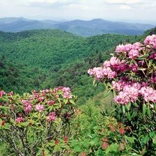 forested, flourishing, rhododendron, Mountains