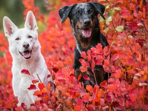 mongrel, Dogs, Leaf, Bush, Red, Swiss Shepherd