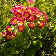 primrose, bush