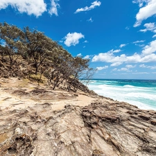 Bush, coast, Sea