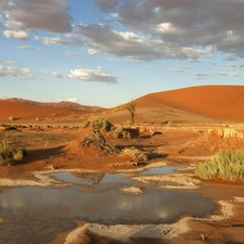 Bush, Desert, water