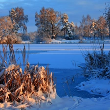 trees, frozen, Bush, winter, viewes, lake