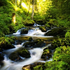 Bushes, River, trees, viewes, forest