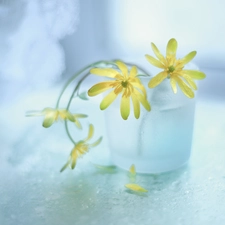 fig buttercup, Flowers, vase, Yellow