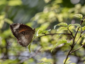 Brown, twig, Leaf, butterfly