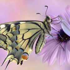 African Daisy, Close, Oct Queen, Colourfull Flowers, butterfly