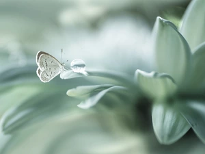 Colourfull Flowers, Phengaris Butterfly, Close, drop