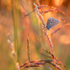 blades, butterfly, Dusky Icarus, grass