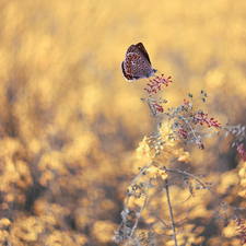 Dusky Icarus, plant, butterfly