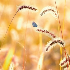 grass, butterfly