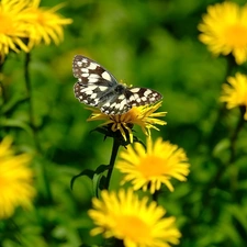 Yellow, butterfly, marbled chessboard, Flowers