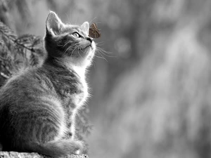 Black and white, butterfly, blurry background, kitten