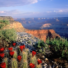 canyon, VEGETATION, Cactus, Mountains