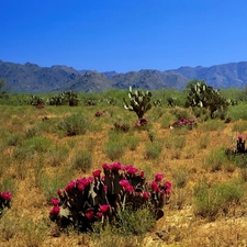 Cactus, Desert, flourishing