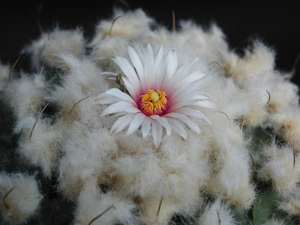 Cactus, Flower