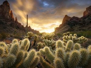 Mountains, Sunrise, clouds, Cactus