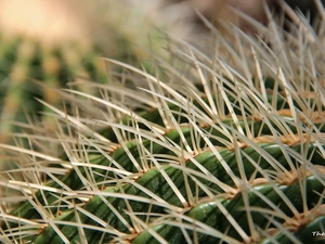 Cactus, Spikes