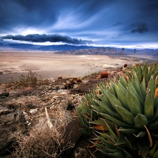 Cactus, Desert, Stones