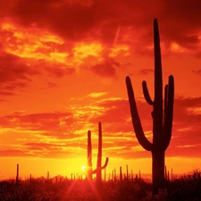 Cactus, west, sun