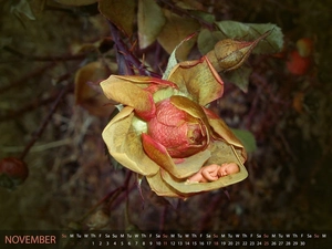 Colourfull Flowers, Kid, Calendar, little doggies