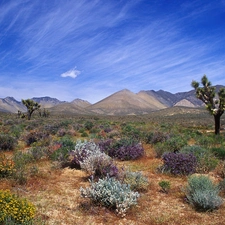 California, Desert, Bloom