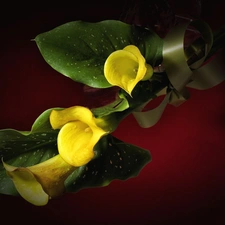 Yellow, Calla