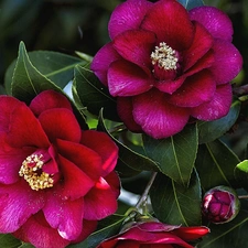 camellia, Flowers, Claret