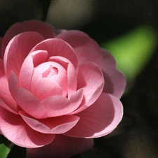 Pink, camellia