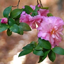 leaves, Colourfull Flowers, camellias