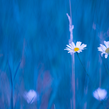 Flowers, blades, grass, camomiles