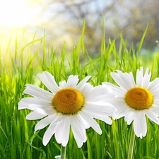 Meadow, Two cars, daisy, grass