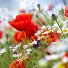 camomiles, Red, papavers