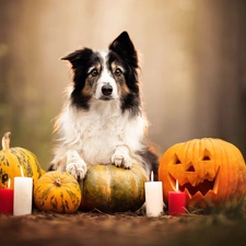 candles, Border Collie, halloween, pumpkin, dog, Big Fire, blur