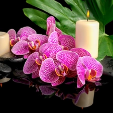 Flowers, Candles, Stones, orchids