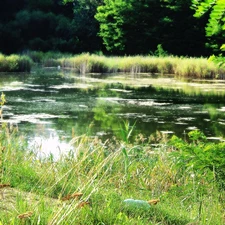 Pond - car, forest, cane, mud hut