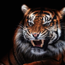 black background, tiger, canines