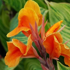 gold, Colourfull Flowers, canna