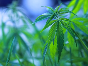 Leaf, Cannabis Seeds, green ones