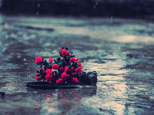 Camera, Red, Canon, Rain, photographic, roses