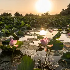 Pond - car, lotuses, sun, Flowers
