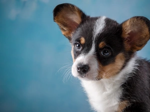 Puppy, Welsh corgi cardigan