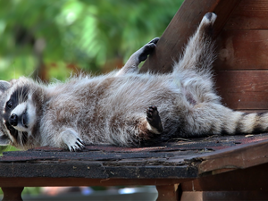 caret, lying, raccoon