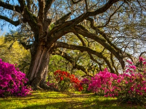 State of South Carolina, The United States, County Charleston, Johns Island, trees, Rhododendrons, Angel Oak, Southern Live Oak, Angel Oak Park
