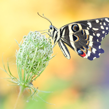 Wild Carrot, butterfly, Papilio demodocus