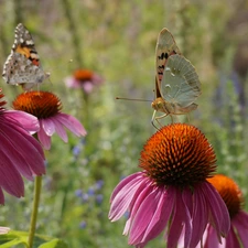 Two cars, Flowers, echinacea, butterflies