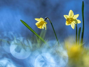 Two cars, Flowers, Jonquil, Yellow