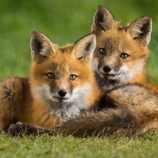 Two cars, fox, grass, young
