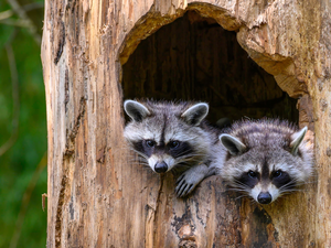 Two cars, hollow, trees, Sheds