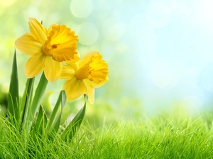 Two cars, Jonquil, grass, Flowers